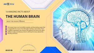 The Astonishing Facts About The Human Brain You Need To Know... 1 facts about the human brain